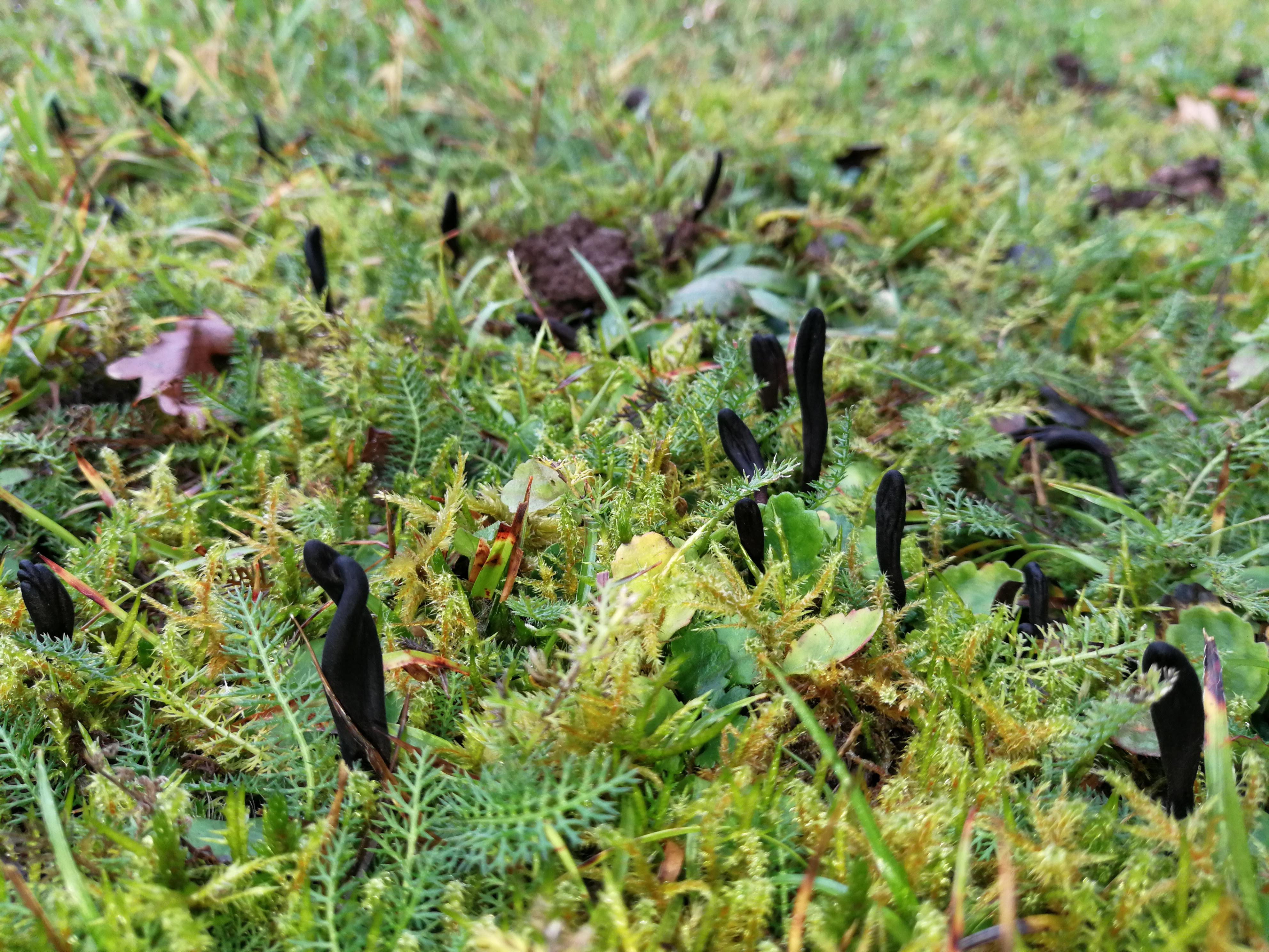 Schwarze Erdzunge - Blick von schräg oben auf eine Wiese mit Schwarzen Erdzungen. Löffel- bis zungenartig kommen sie aus dem Boden und sind zum Teil auch ziemlich verdreht. 